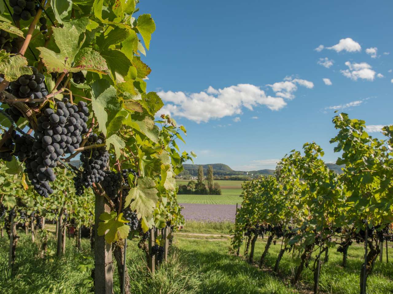 Blauburgunderland Blauburgunderland
